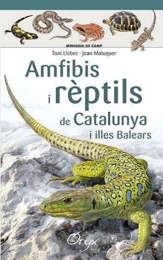 Amfibis i rèptils de Catalunya i illes Balears | 9788490346792 | Llobet François , Toni / Maluquer Margalef, Joan